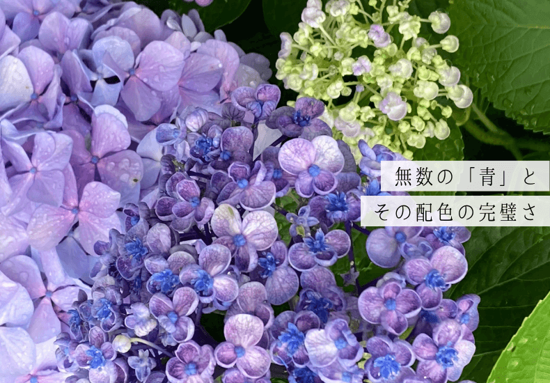 青色紫陽花